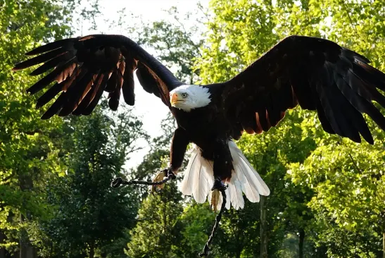 Roofvogelshows — Natuur in Groningen