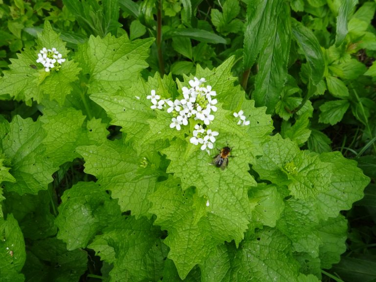 Wildplukwandeling in het Stadspark — Natuur in Groningen