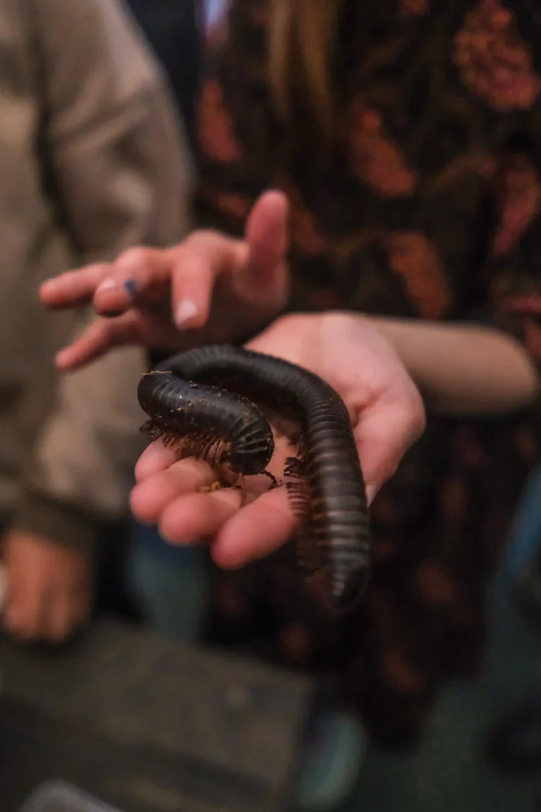 Reptielen bij Landgoed Tenaxx — Community in Groningen